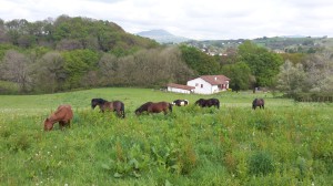 13086696_947612032021834_3099709284990409562_o